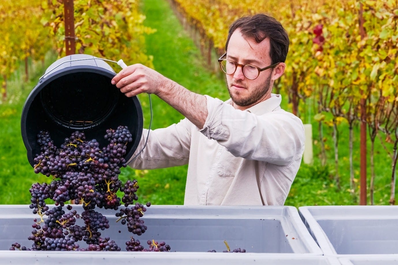 Winery harvest